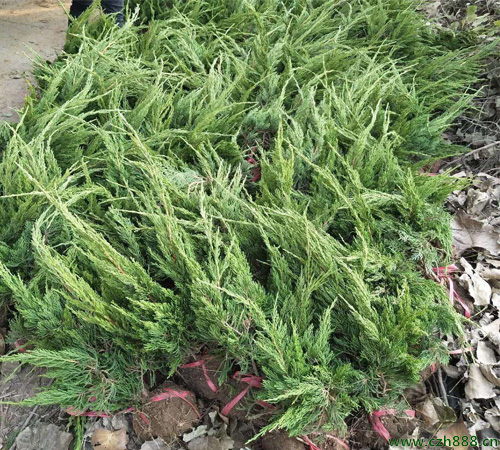 鋪地柏的養植方法和注意事項  養植鋪地柏要注意排水
