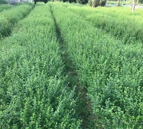 小葉女貞什么時候開花？ 小葉女貞喜歡陽光嗎？