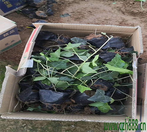 云杉盆景養殖好不好?云杉盆景養殖注意事項