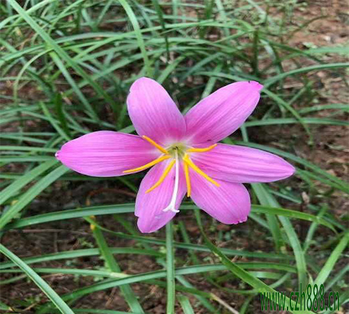 蔥蘭的種植方法 蔥蘭適合什么時(shí)間種植?