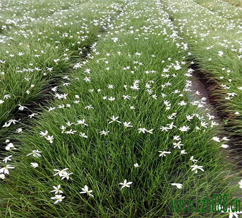 蔥蘭的種植方法 蔥蘭適合什么時(shí)間種植?
