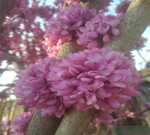 紫荊的養(yǎng)植方法和留意事項(xiàng) 紫荊在生長(zhǎng)中要按時(shí)修剪