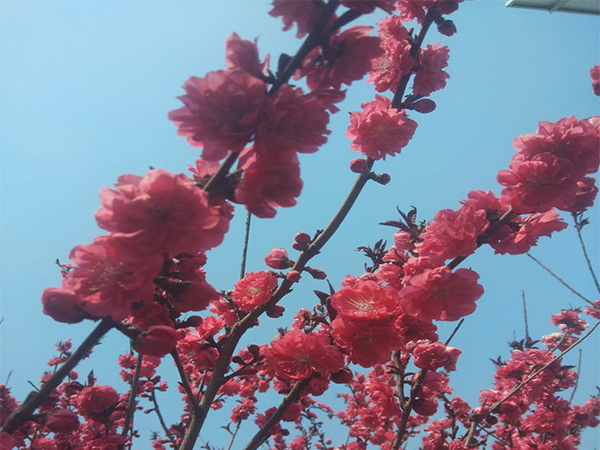 紅葉碧桃的開花時間 紅葉碧桃如何養護