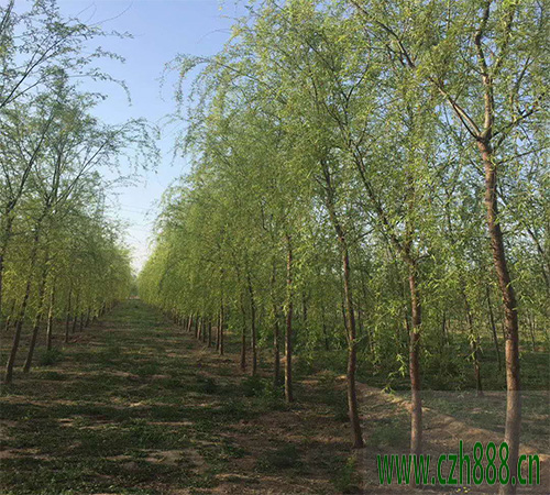 柳樹的速生培養(yǎng)技能 柳樹培養(yǎng)的留心事項