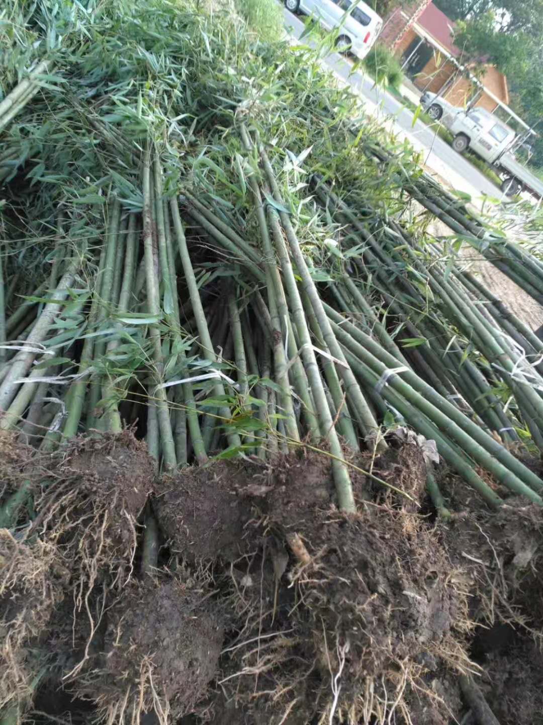 富貴竹如何修剪?富貴竹的修剪方法