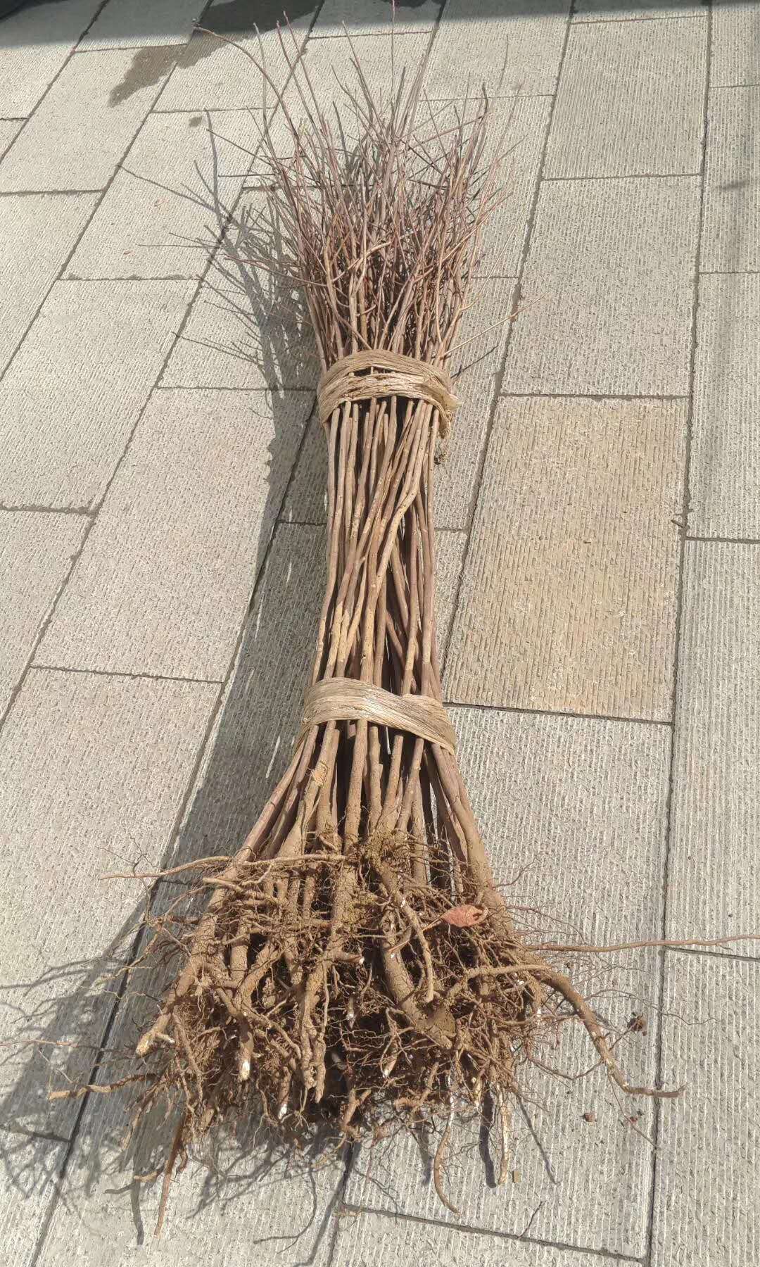 黃櫨樹有哪些特點?我們一起來看看
