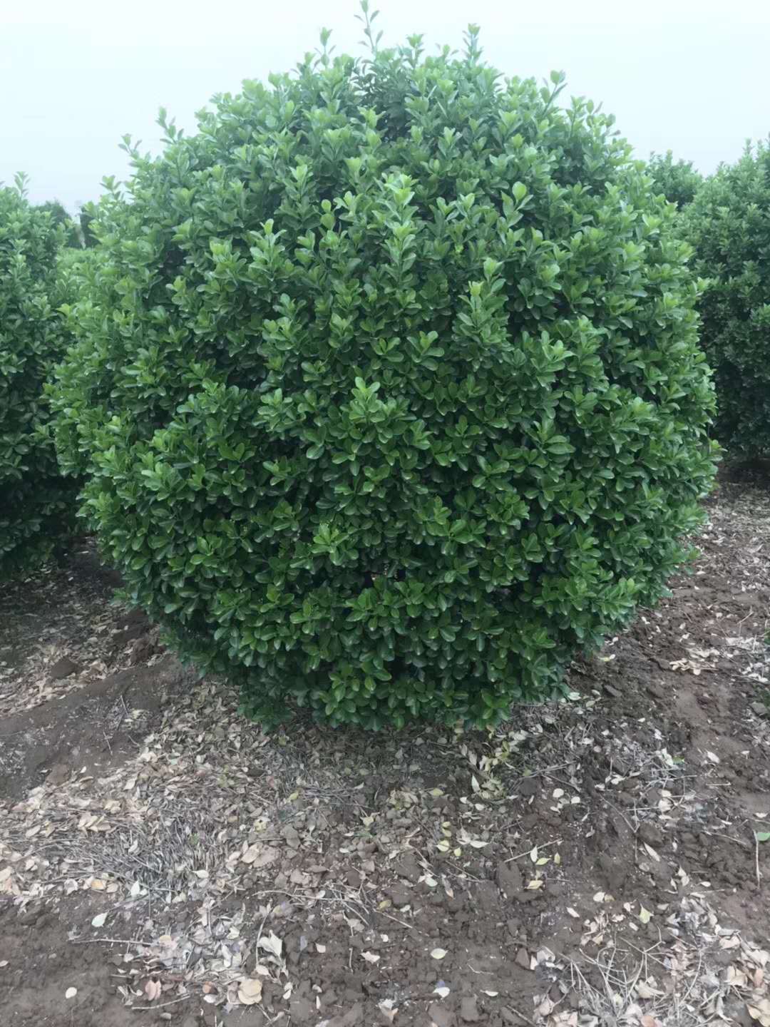 紅葉石楠球有哪些特點?