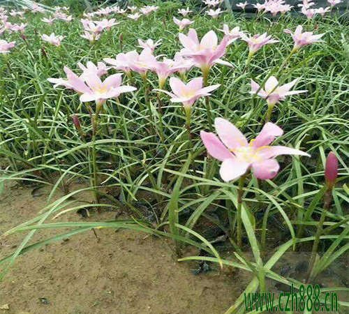 蔥蘭球如何種?蔥蘭花種球的養護細節