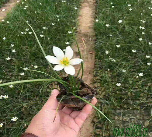 蔥蘭球如何種?蔥蘭花種球的養護細節