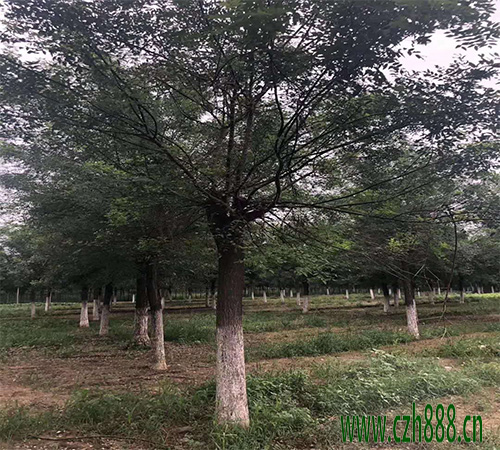 國槐什么時候種植比較好？