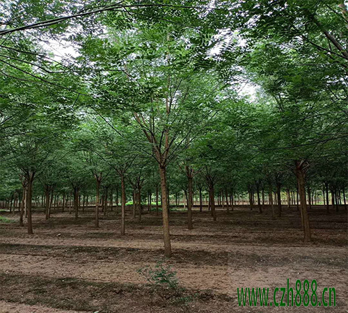 國槐什么時候種植比較好？