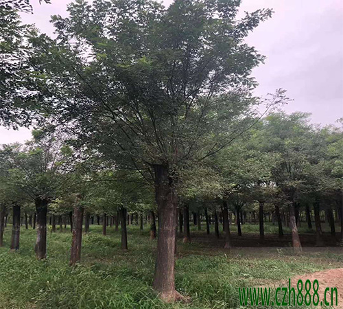 國槐什么時候種植比較好？