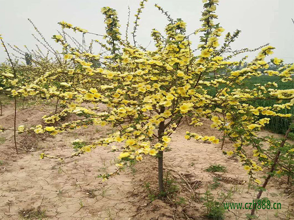 黃刺玫是什么植物? 黃刺玫的養護妙招