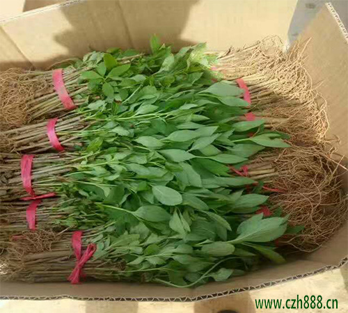 黃刺玫是什么植物? 黃刺玫的養護妙招