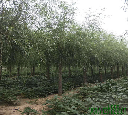 楊柳怎么傳播種子？ 不同植物傳播種子的方法