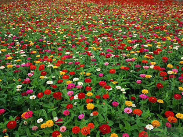 百日草后期管理養護 養護百日草的注意事項