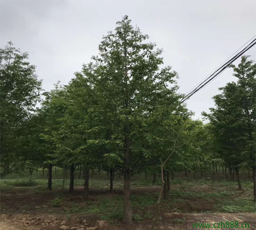 水杉怎樣栽種？ 水杉栽種時要注意的問題
