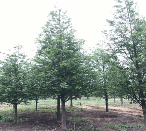 水杉怎樣栽種？ 水杉栽種時要注意的問題