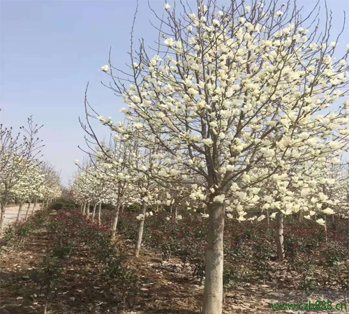 白玉蘭種子如何種植? 白玉蘭的種植時間