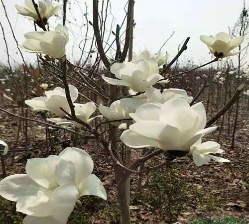 白玉蘭種子如何種植? 白玉蘭的種植時間