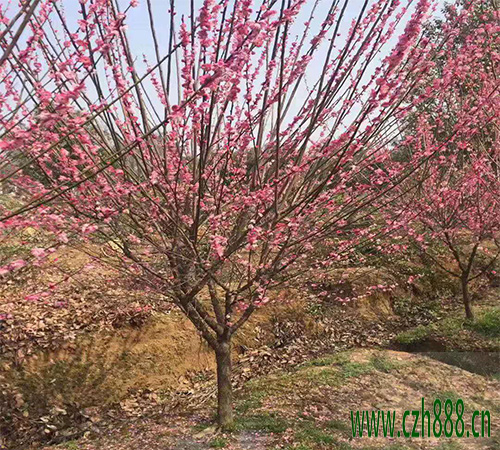 紅梅適合在哪里種植? 紅梅的日常養(yǎng)護(hù)