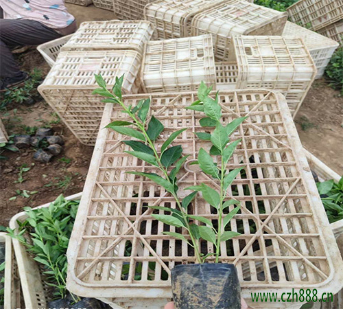 連翹怎么種植?連翹的種植技術分享