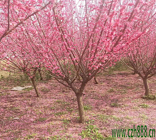 紅梅什么時候開花？ 紅梅的四季養護