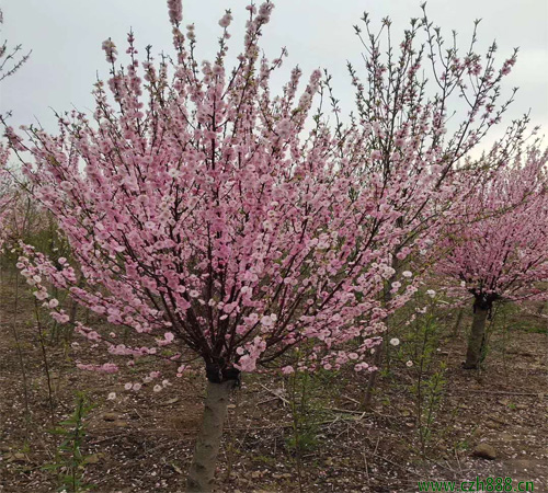 榆葉梅什么時(shí)候開花？ 榆葉梅的分布范圍