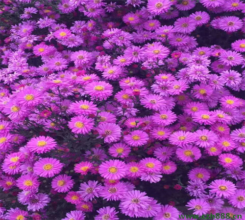 荷蘭菊如何養殖?一起來看看