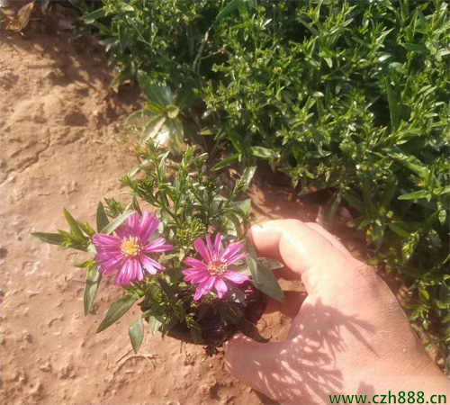 荷蘭菊的養(yǎng)殖方法介紹,要注意這些細(xì)節(jié)