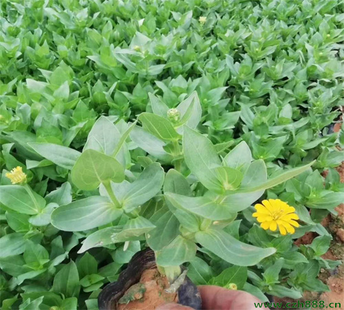 百日草的種植養(yǎng)護(hù)方法 白日草的病蟲害防治