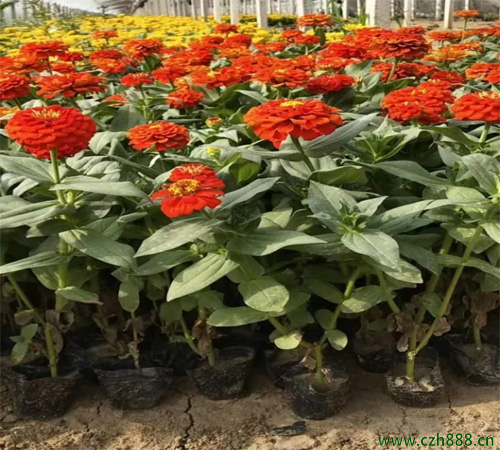 百日草的種植養(yǎng)護(hù)方法 白日草的病蟲害防治