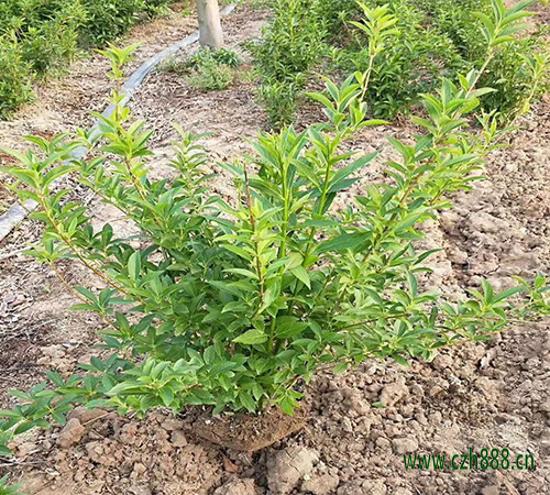 連翹的藥用價(jià)值有哪些? 連翹的作用
