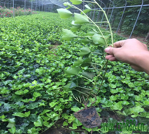 常青藤養植的溫度和光照 常青藤如何養植