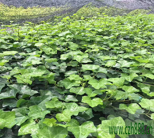常青藤養植的溫度和光照 常青藤如何養植