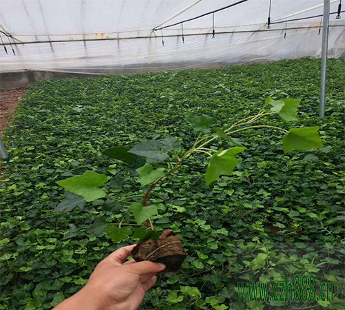 常青藤養植的溫度和光照 常青藤如何養植