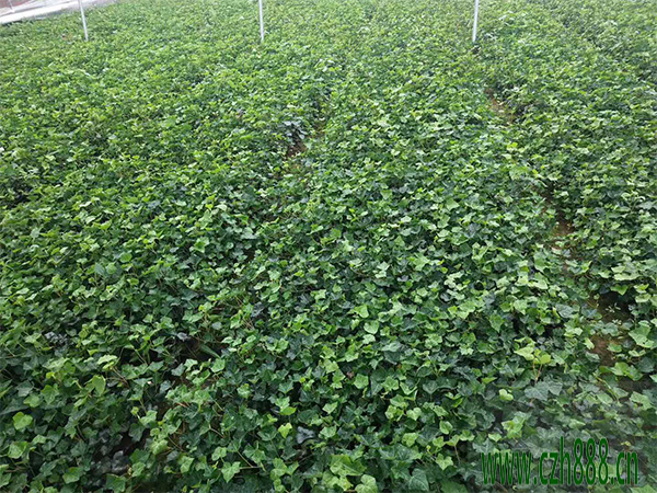 常青藤養植的溫度和光照 常青藤如何養植