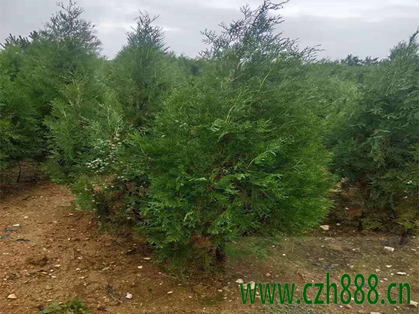 什么是側(cè)柏的抗逆性? 側(cè)柏種植的價(jià)值