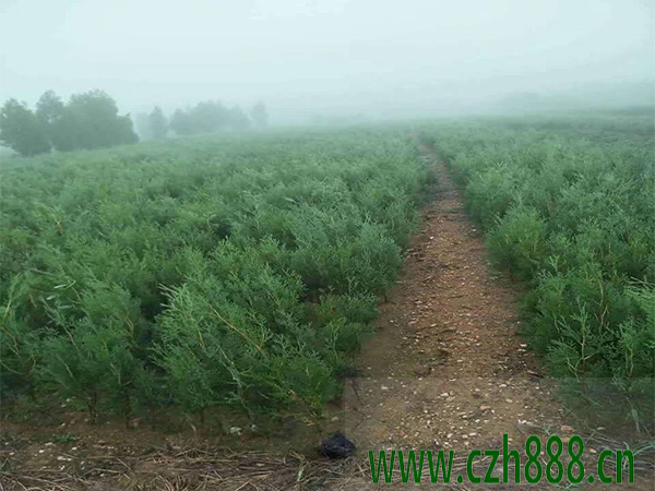 什么是側(cè)柏的抗逆性? 側(cè)柏種植的價(jià)值