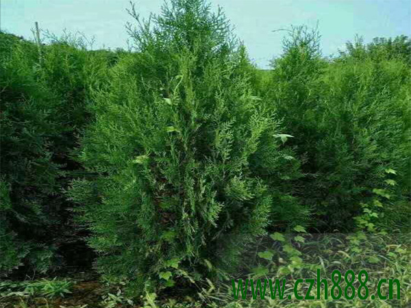 什么是側(cè)柏的抗逆性? 側(cè)柏種植的價(jià)值