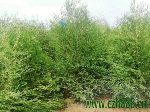 什么是側(cè)柏的抗逆性? 側(cè)柏種植的價(jià)值