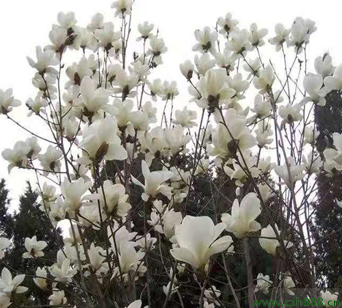 白玉蘭如何養(yǎng)護(hù)？ 白玉蘭養(yǎng)護(hù)注意事項(xiàng)