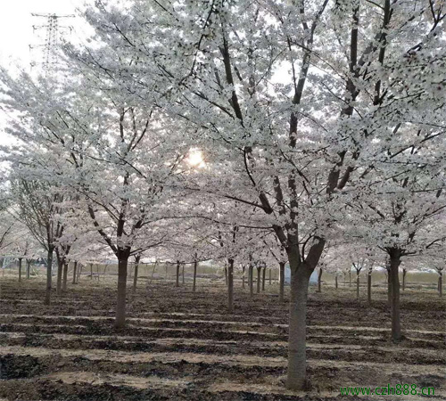 櫻花適合什么時間栽種? 櫻花的修剪技巧