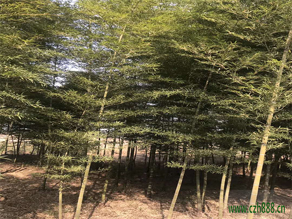 毛竹如何護(hù)筍養(yǎng)竹? 毛竹的種植與管理