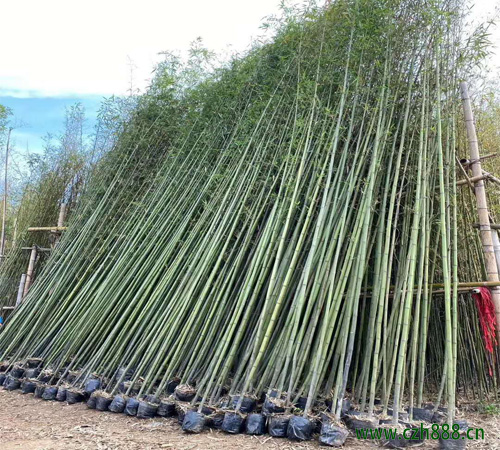 剛竹的基本情況介紹 剛竹的繁衍方法