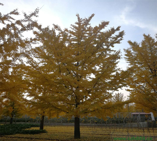 銀杏秋冬的養(yǎng)護(hù)保養(yǎng) 銀杏果實(shí)的藥用價(jià)值