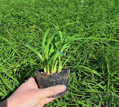 金娃娃萱草和大花萱草有哪些區別?