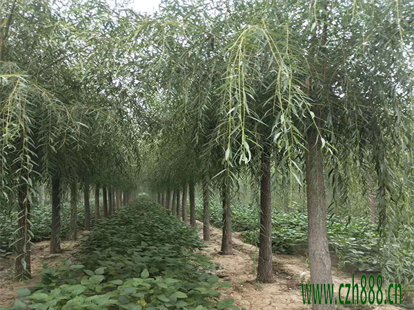 柳樹的種植方法 柳樹種植的留心事項有哪些？