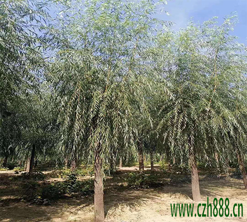 柳樹的種植方法 柳樹種植的留心事項有哪些？