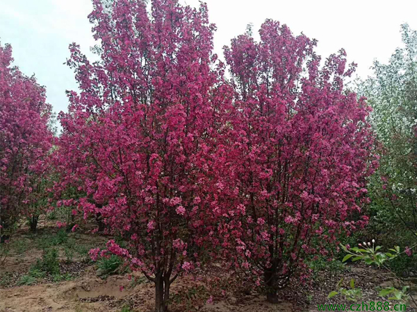 叢生海棠如何培育? 叢生海棠培育的注意事項(xiàng)